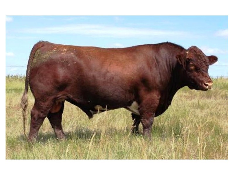 Shorthorn Bulls